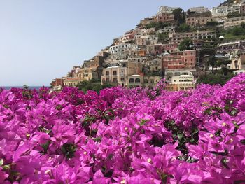 Close-up of pink flowers