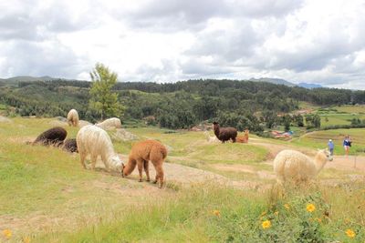 Cows grazing on grassy field