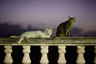 Portrait of cat against white wall