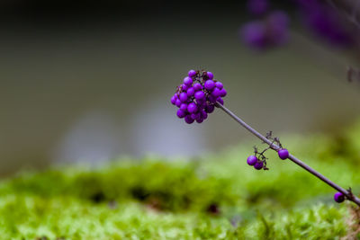 Close-up of purple flowering plant