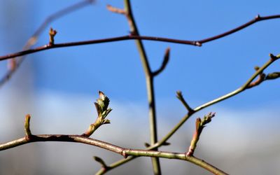 Low angle view of flowering plant against clear sky