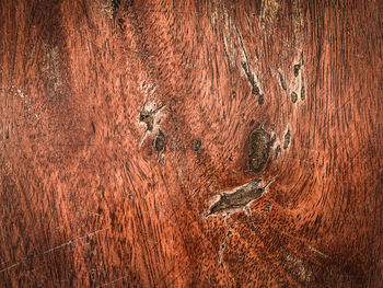 Full frame shot of tree trunk