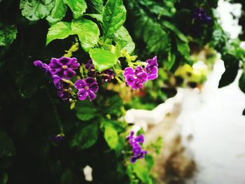 Close-up of purple flowers