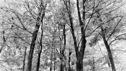 Low angle view of tree