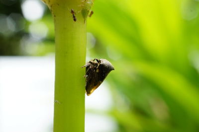 Close-up of insect on leaf