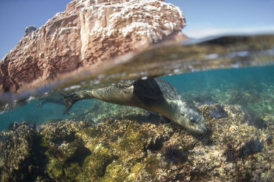 A sea lion swimming underwater at espíritu santo island.