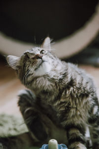 Close-up of cat looking up