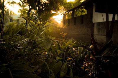 Close-up of fresh plants in field