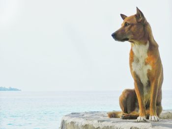 View of a dog looking away