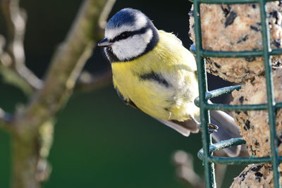 Close up of a bluetit perched on a bird feeder 