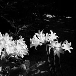 Close-up of white flowers growing on plant