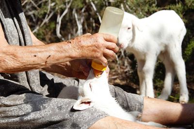 Midsection of senior woman feeding milk to lamb at farm