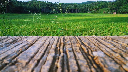 Surface level of grass on field