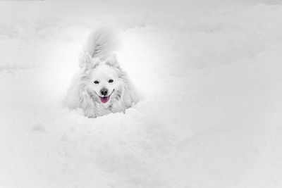 Portrait of dog on snow