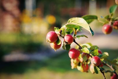 Close-up of berries growing on tree