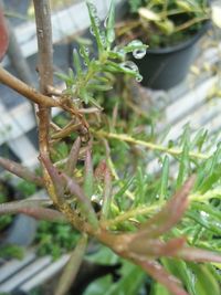 Close-up of potted plant