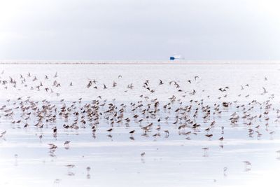 Flock of birds on beach