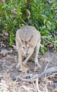 Portrait of an animal on land