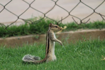 Lizard on field