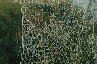 Close-up of spider on web