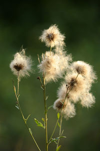 Close-up of white dandelion flower