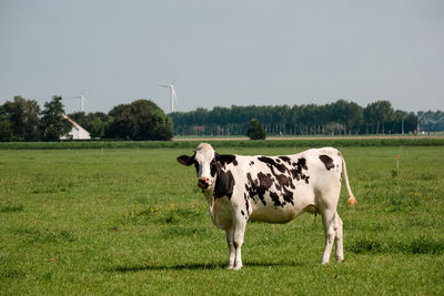 Cows standing in a field