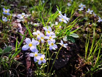 High angle view of white crocus flowers on field