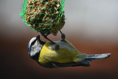 Close-up of a bird