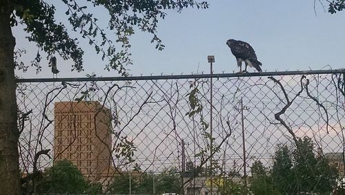 Low angle view of bird perching on chainlink fence