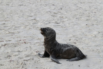 High angle view of seal on sand at beach