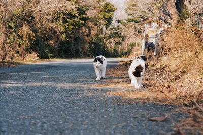 View of dog on road