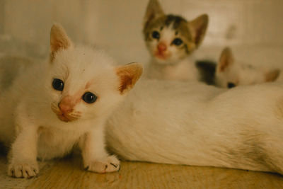 Close-up portrait of a kitten