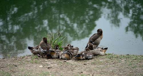 Ducks in a lake