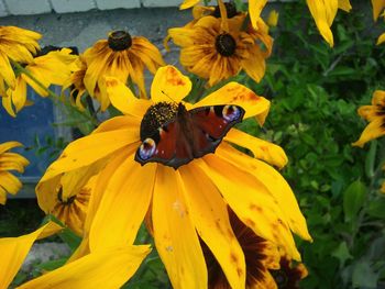 High angle view of yellow sunflower blooming outdoors