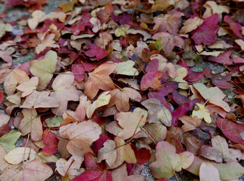 Full frame shot of autumn leaves