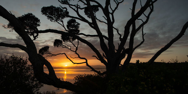 Silhouette trees against sky during sunset