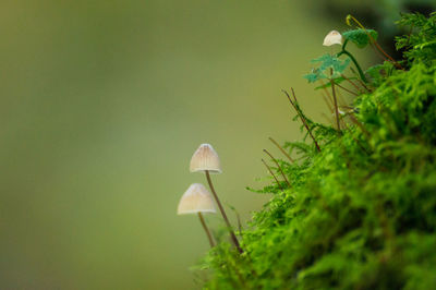Close up view of small mushrooms in a forest