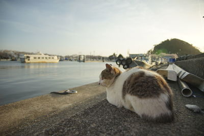 Cat living in okishima island with cherry blossom in full bloom