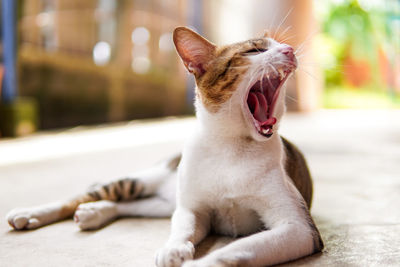 Tabby cat yawning