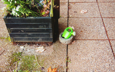 High angle view of parrot perching on floor