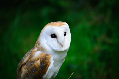 Close-up of bird against blurred background