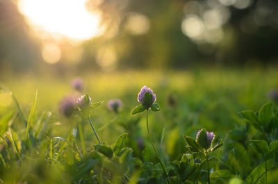 Close-up of flowers blooming in field