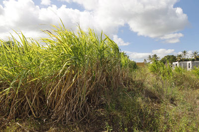 Plants growing on field against sky