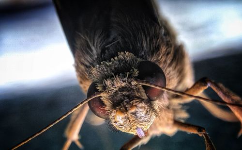 Close-up of insect