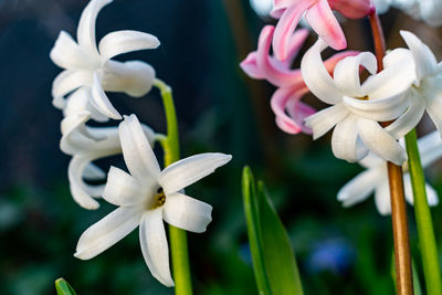 Close-up of white flowering plant