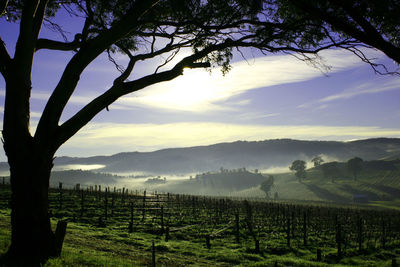 Scenic view of vineyard against sky