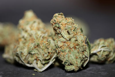 Medical marihuana buds close up background cannabis sativa super lemon haze big size high quality