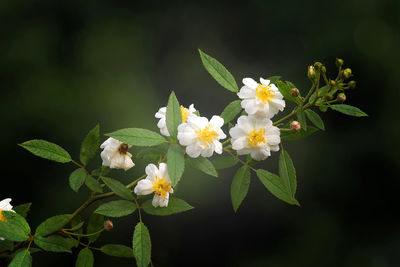 Close-up of white flowering plant