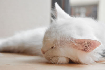 Close-up of cat sleeping