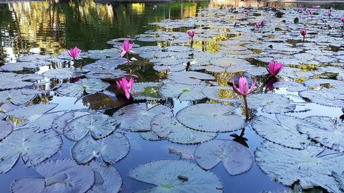 Water lilies in pond